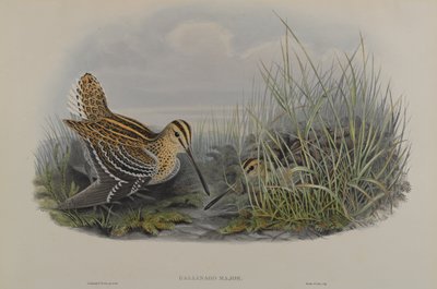 Gallinago Major - Grote Snip door John Gould