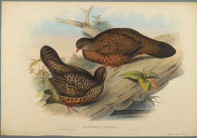 Galloperdix Spadiceus door John Gould