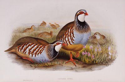 Roodpootpatrijzen, 1862-73 door John Gould