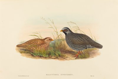 Malacoturnix superciliosus (Bergkwartel) door John Gould and H.C. Richter