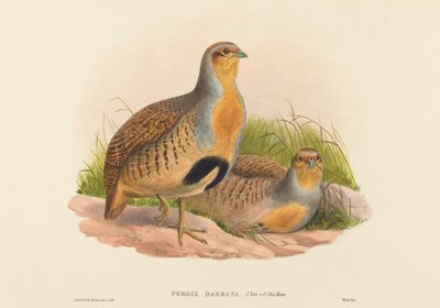 Perdix barbata (Daurische Patrijs) door John Gould and H.C. Richter