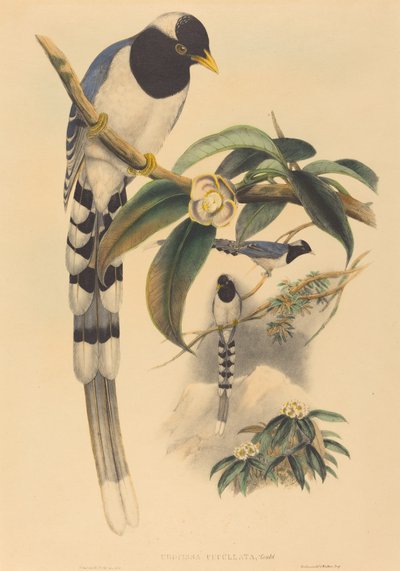 Urocissa cucullata door John Gould and H.C. Richter