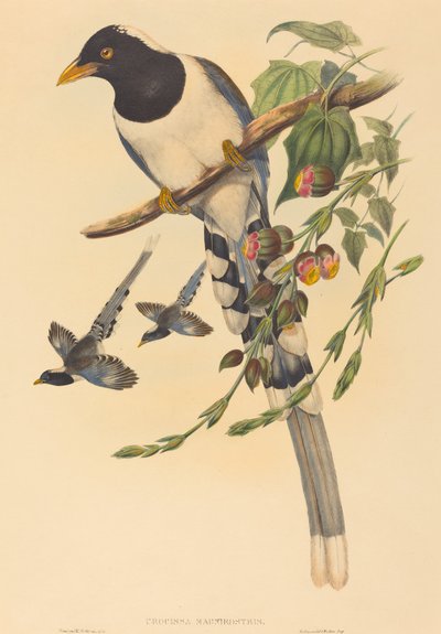 Urocissa magnirostris door John Gould and H.C. Richter