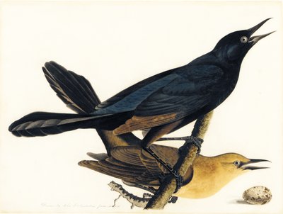 Een paar bootstaartgrackles door John James Audubon