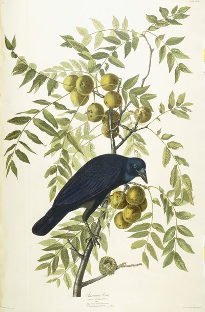 Amerikaanse Kraai, 1833 door John James Audubon