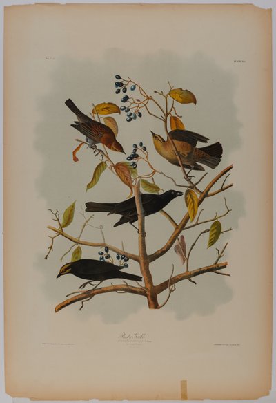 Roestige Grackle door John James Audubon