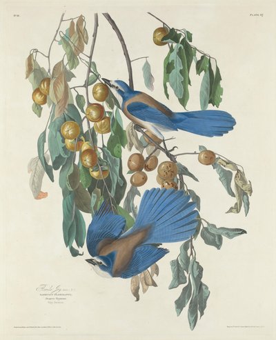 Florida Jays, 1830 door John James after Audubon