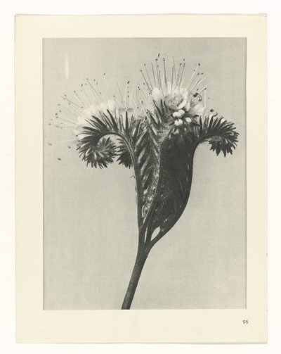 Plantstudie (Urformen der Kunst) door Karl Blossfeldt