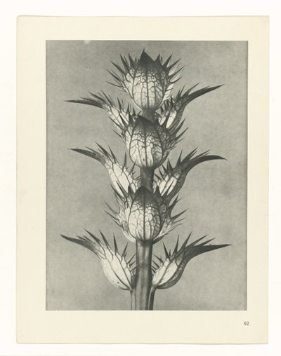 Plantstudie (Urformen der Kunst) door Karl Blossfeldt