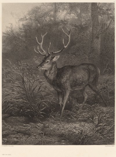 Cerf Dix-Cors door Karl Bodmer