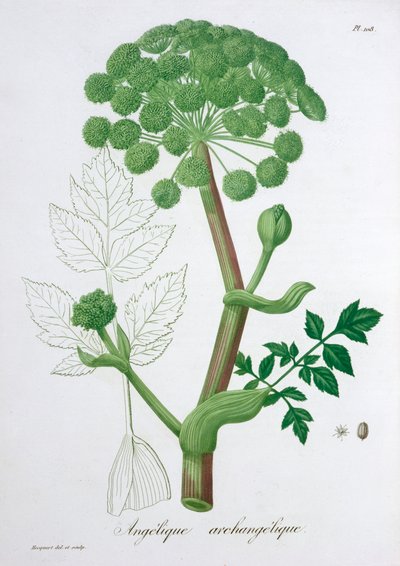 Angelica Archangelica Tuinengelwortel door LFJ Hoquart