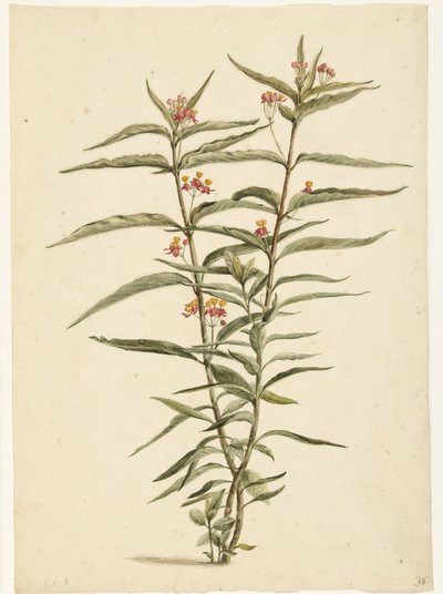 Bloeiende frederiksbloem (Asclepias curassavica) door Laurens Vincentsz. van der Vinne