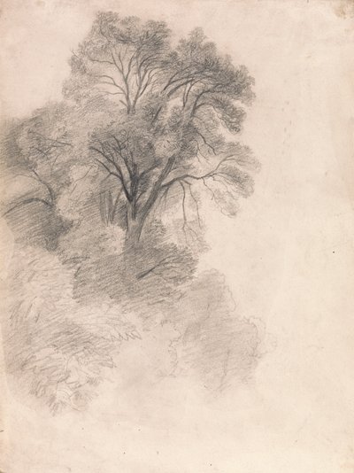 Studie van essenbomen door Lionel Constable