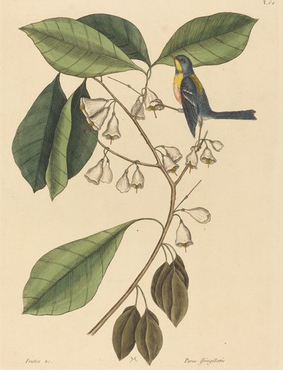 De Vinkenkruiper (Parus americanus) door Mark Catesby