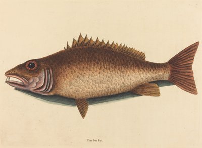 De Mangrove Snapper Labrus griseus, gepubliceerd 1754 door Mark Catesby