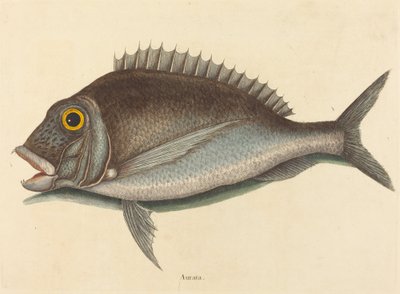 De Porgy Sparus chrysops, gepubliceerd 1754 door Mark Catesby