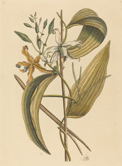 De Vanelloe Epidendrum Vanilla, gepubliceerd 1731-1743 door Mark Catesby