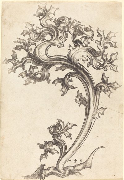 Distel Ornament door Martin Schongauer