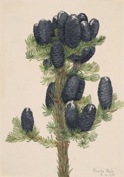 Alpenden Abies lasiocarpa, 1918 door Mary Vaux Walcott