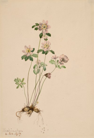 Anemonella Syndesmon thalictroides, 1917 door Mary Vaux Walcott