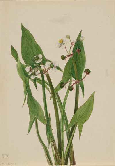 Aronskelk Sagittaria cuneata door Mary Vaux Walcott