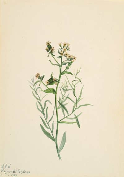 Bastaard Schermbloem Comandra pallida door Mary Vaux Walcott