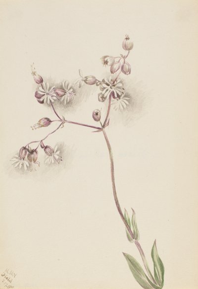 Blaassilene Silene latifolia, 1900 door Mary Vaux Walcott