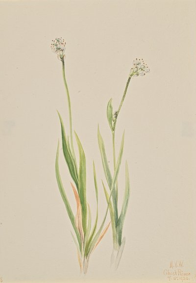 Moeras-Asphodel Tofieldia intermedia, 1920 door Mary Vaux Walcott