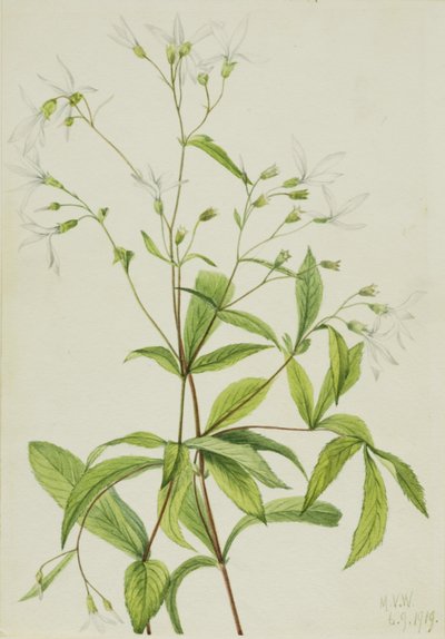 Bowmansroot Porteranthus trifoliatus, 1919 door Mary Vaux Walcott