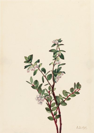 Box Huckleberry Gaylussacia brachycera, 1919 door Mary Vaux Walcott