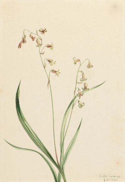 Bronzen Klokken Stenanthium occidentale, 1906 door Mary Vaux Walcott