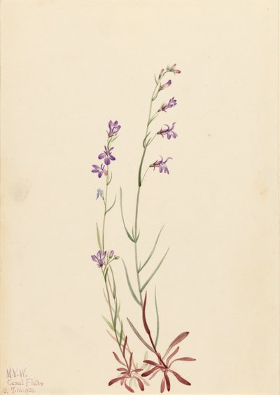 Brook Lobelia door Mary Vaux Walcott