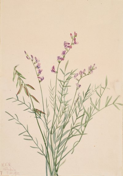 Burgess Melkveder Astragalus bourgovii, 1922 door Mary Vaux Walcott