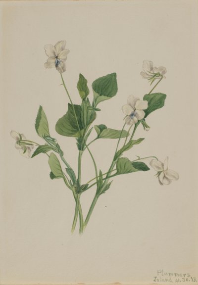 Crème Viooltje Viola striata, 1918 door Mary Vaux Walcott