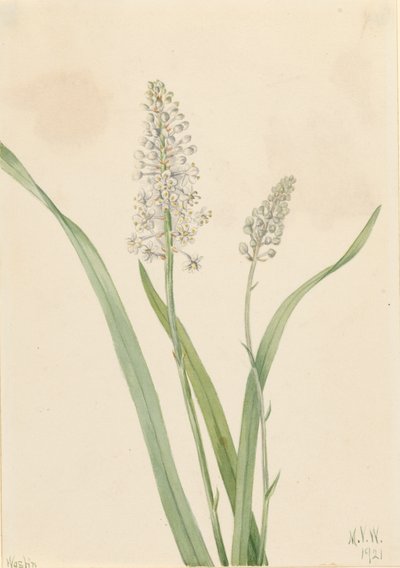 Kraaiengif Chrosperma muscaetoxicum door Mary Vaux Walcott