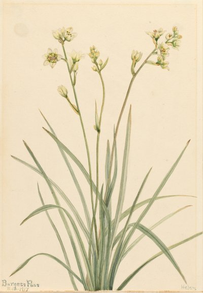 Deathcamas Zygadenus elegans, 1917 door Mary Vaux Walcott