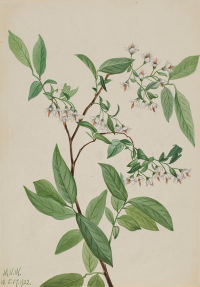 Deerberry Polycodium stamineum, 1922 door Mary Vaux Walcott