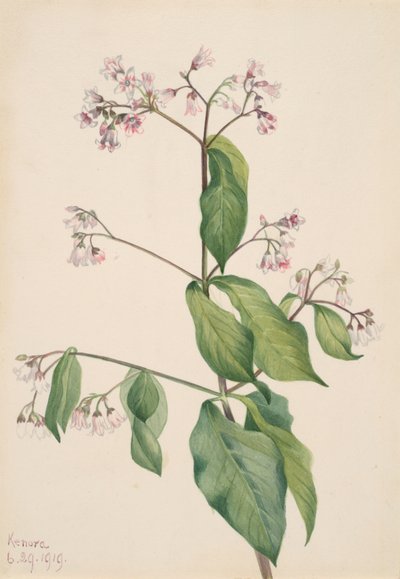 Hondsdraf Apocyum androsaemfolium door Mary Vaux Walcott