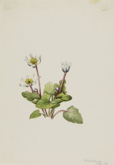 Elkslip Caltha leptosepala, 1916 door Mary Vaux Walcott