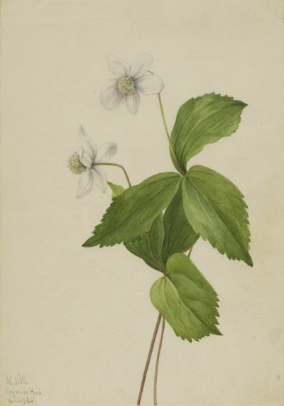 Bos Anemoon Anemone deltoidea, 1925 door Mary Vaux Walcott