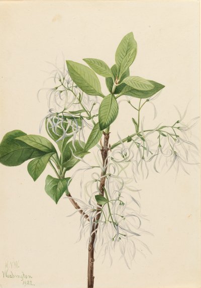 Franjeboom Chionanthus virginica door Mary Vaux Walcott