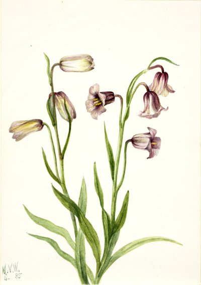 Kievitsbloem Fritillaria biflora, 1935 door Mary Vaux Walcott