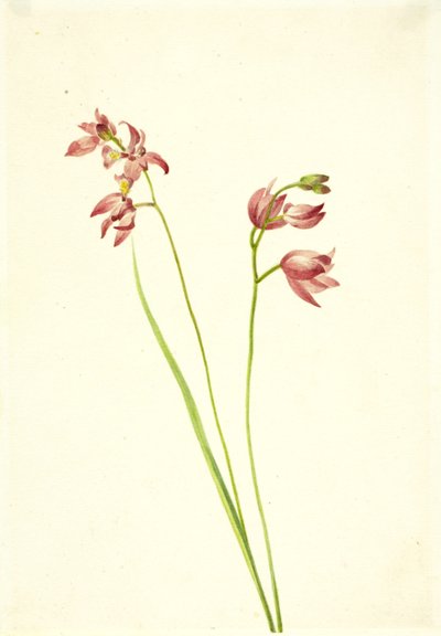 Grasroze Orchidee Limodorum tuberosum, n.d. door Mary Vaux Walcott