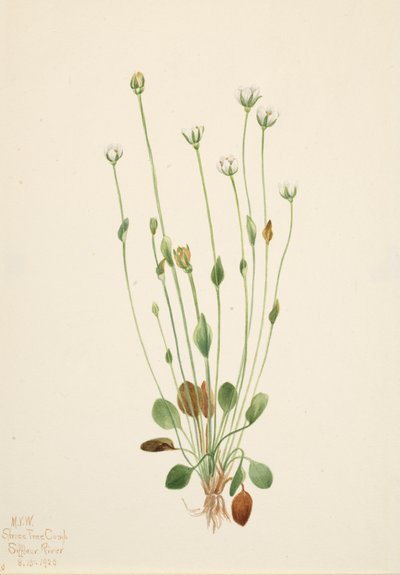 Grijze kruiskruid Senecio canus, 1920 door Mary Vaux Walcott