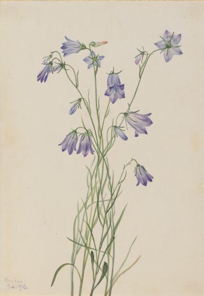 Grasklokje Campanula rotundifolia door Mary Vaux Walcott