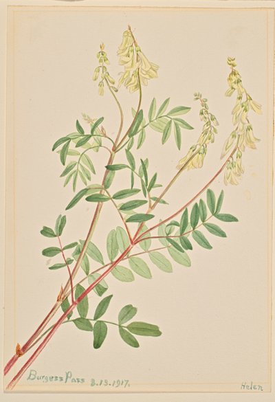 Hedysarum Hedysarum sulphurescens, 1917 door Mary Vaux Walcott