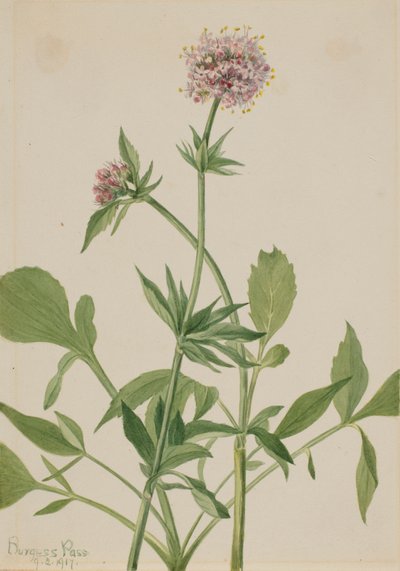 Heliotroop Valeriaan Valeriana sitchensis, 1917 door Mary Vaux Walcott