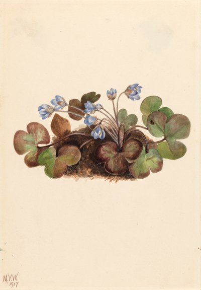 Hepatica Hepatica americana, 1917 door Mary Vaux Walcott