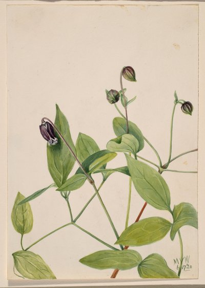 Lederbloem Clematis viorna, 1920 door Mary Vaux Walcott