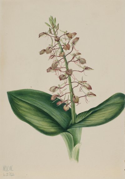 Lelie Twayblade Liparis liliifolia door Mary Vaux Walcott